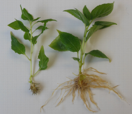Plants racinés in vitro d'Actinidia rubricaulis - A gauche sur milieu gélosé à droite sur vermiculite